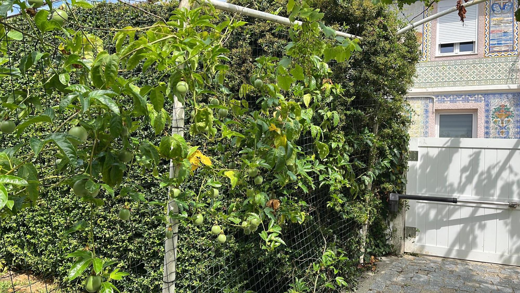 فيلا Citrus Tree House, Private Pool And Garden. Angeja المظهر الخارجي الصورة